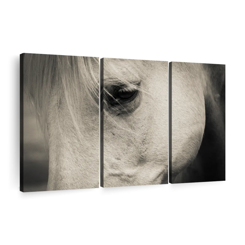 Œil de cheval blanc - impression sur toile tendue 3 pièces, H 24 po x l 38 po x P 1,25 po