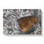Butterfly Vol.5 - Wrapped Canvas-61848494