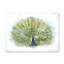 Paon, reproduction d'art sur toile-59709007-59709008