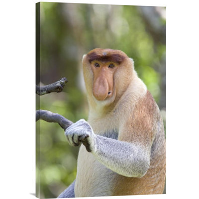 " Proboscis Monkey Dominant Male "