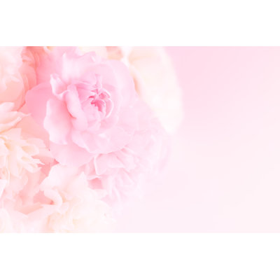 Pink Carnation - Wrapped Canvas Print