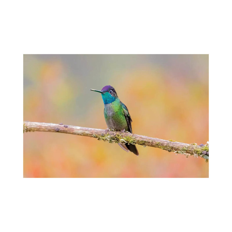 Central America, Costa Rica. Male Talamanca Hummingbird. by Jaynes Gallery - Wrapped Canvas Gallery-Wrapped Canvas Giclée