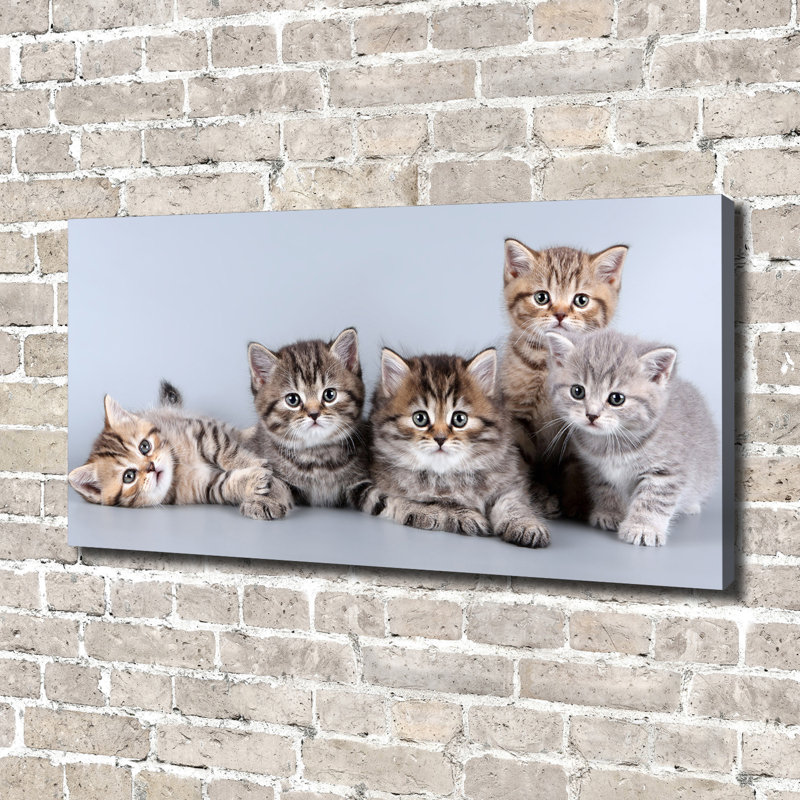 Five Cats - No Frame Print on Canvas, 70cm H x 140cm W