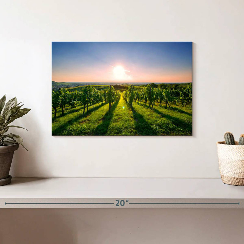 Alvord Sunny Kraichgau Vineyard, H 8 po x l 12 po
