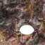 Williston Forge Auryon 380mm L x 300mm W Bronze Stone Oval Sink