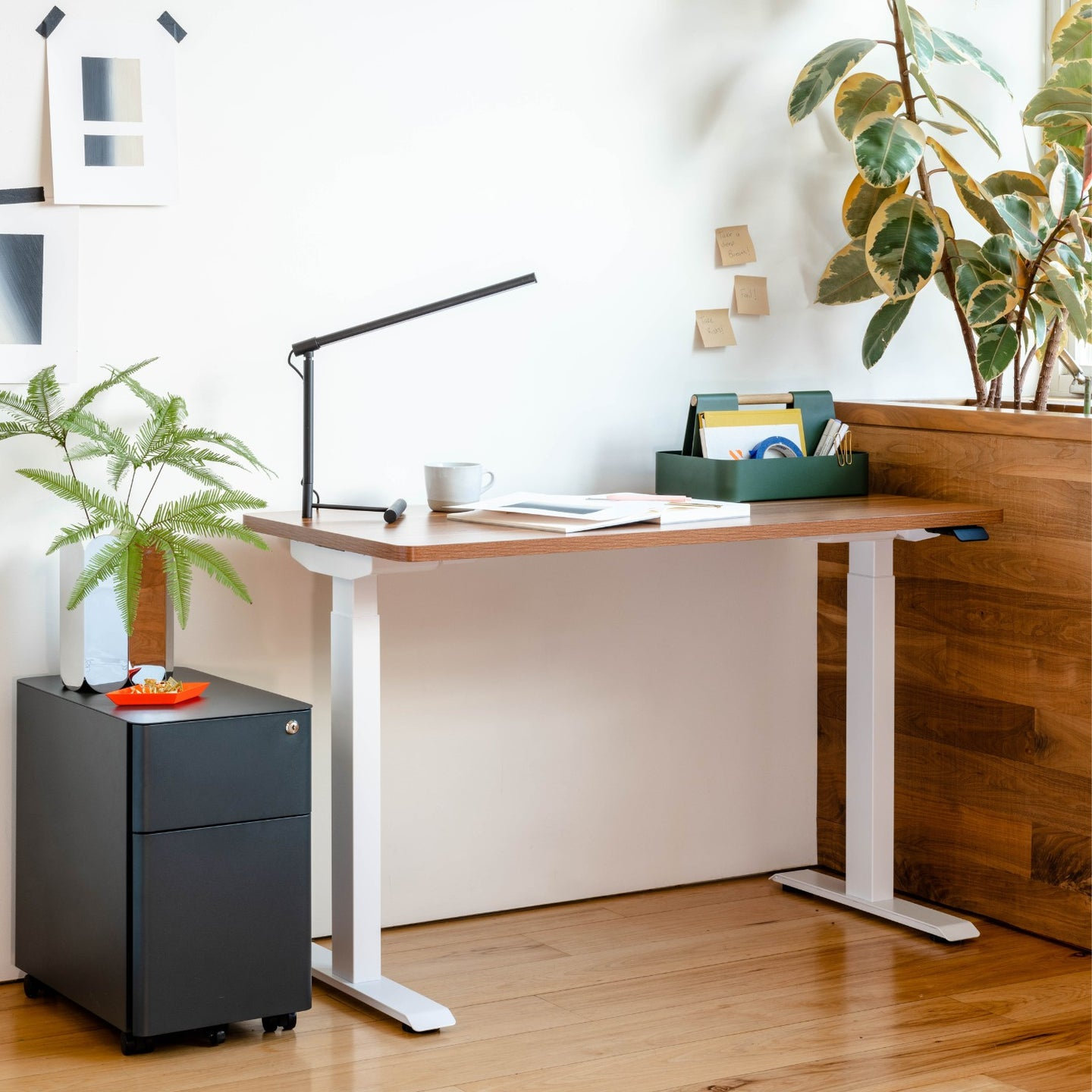 Duo 58" Standing Desk, 47.3" H x 48" W x 24" D, Walnut, White