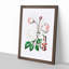 Pink Beach Rose - Framed Print-55616700-55616701