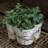 Giovanni Pot Planter