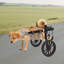 Fauteuil roulant pour chien