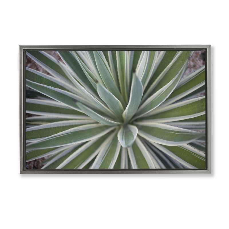 Toile flottante encadrée Centric Succulent Leaves par Susan Bryant, Cadre flottant gris lustré, H 21 po x l 31 po