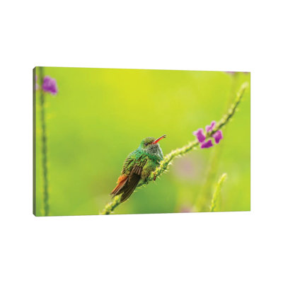 Costa Rica, Arenal. Rufous-Tailed Hummingbird And Vervain Flower. by Jaynes Gallery - Wrapped Canvas Print