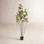Arbre 4 'Cotinus Coggygria-1829903556