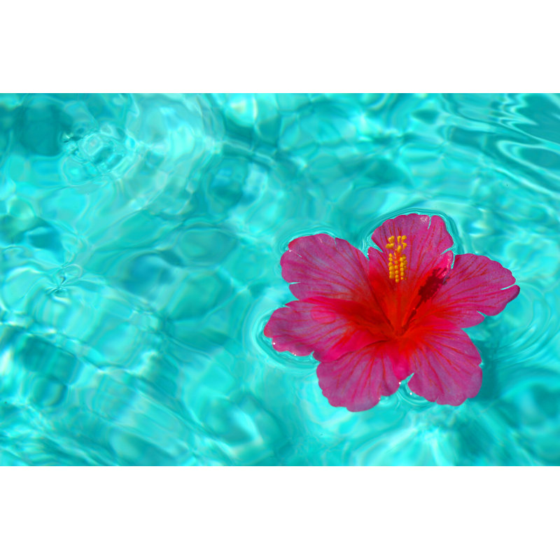 Tropical Floating Hibiscus by InspiredFootage - Wrapped Canvas Print, 30cm H x 46cm W x 3.8cm D