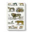 Cats & Big Cats by Oliver Goldsmith - Wrapped Canvas-55371526