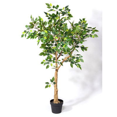 Mini arbre ficus 54 po