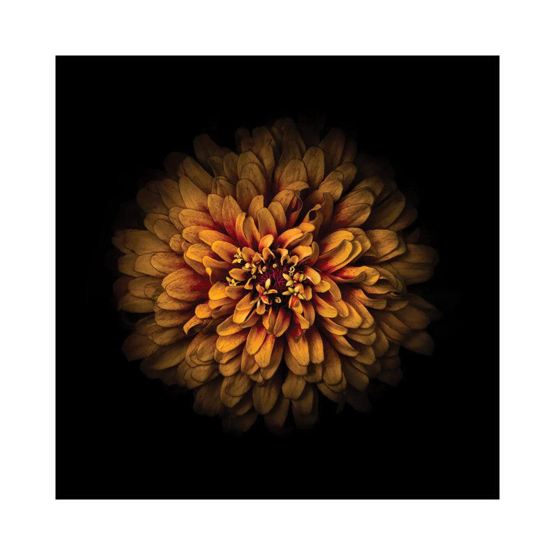 Orange Zinnia by Brian Carson - Wrapped Canvas Print, 30.48 cm H x 30.48 cm W