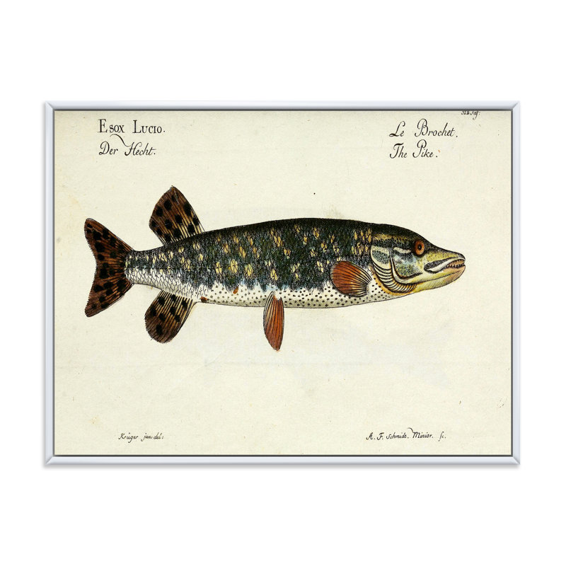 Portrait d'un poisson vert dans l'eau - peinture sur toile, H 12 po x l 20 po x p 1 po, Cadre flottant blanc