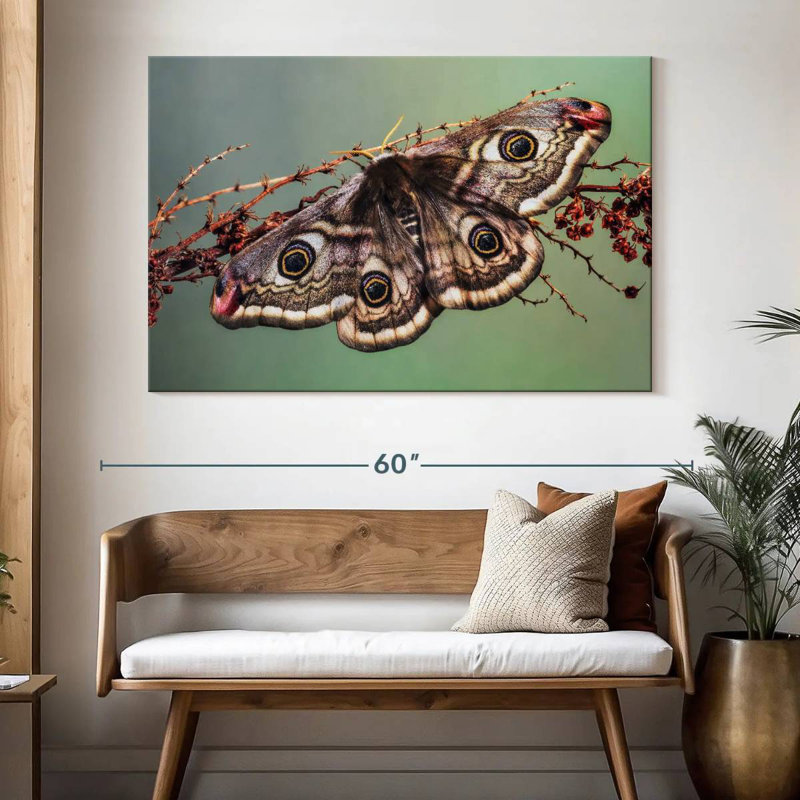 Papillon empereur Crowle