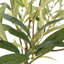 PLANT 2PK POT ROSEMARY 12IN OLIVE 16IN
