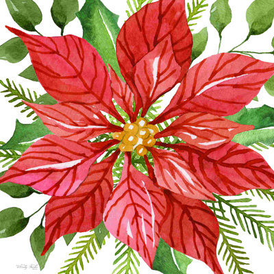 Poinsettia rouge