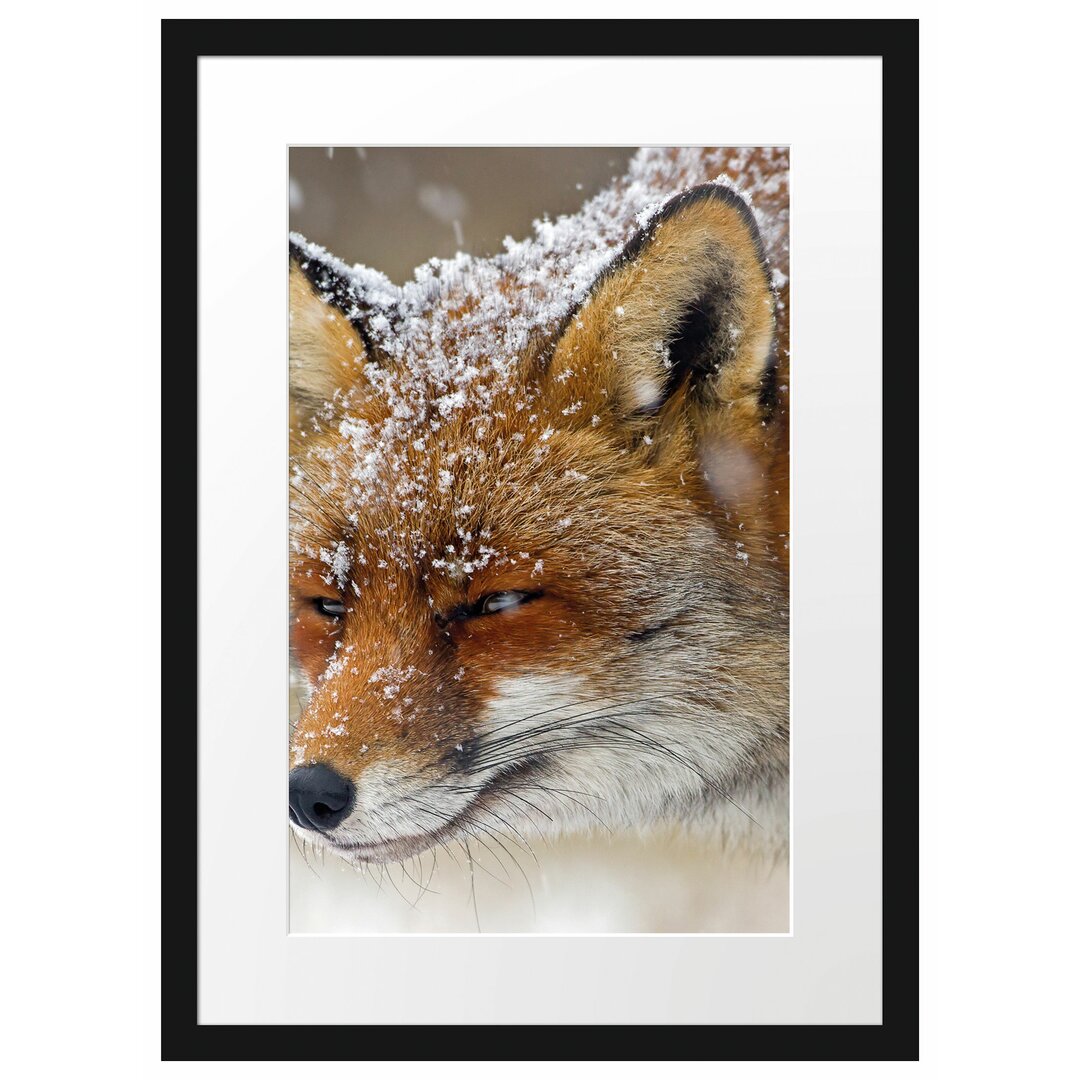 Gerahmtes Poster Fuchs im Schnee