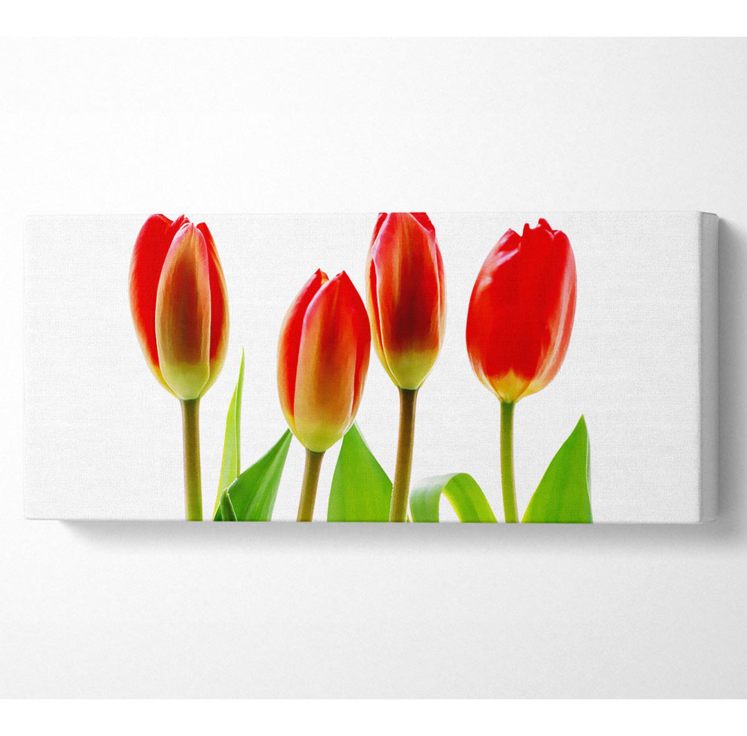 Rote Tulpen-Quads - Druck