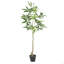 Macrocarpa artificiel Pachira