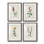Traditional Botanical I - Ensemble de 4 peintures encadrées-1560402224-1560402377