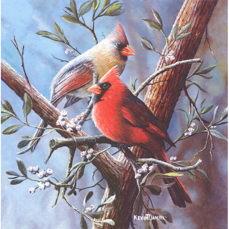 Cardinal, H 20 po x l 20 po
