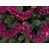 Fuchsia is out of stock