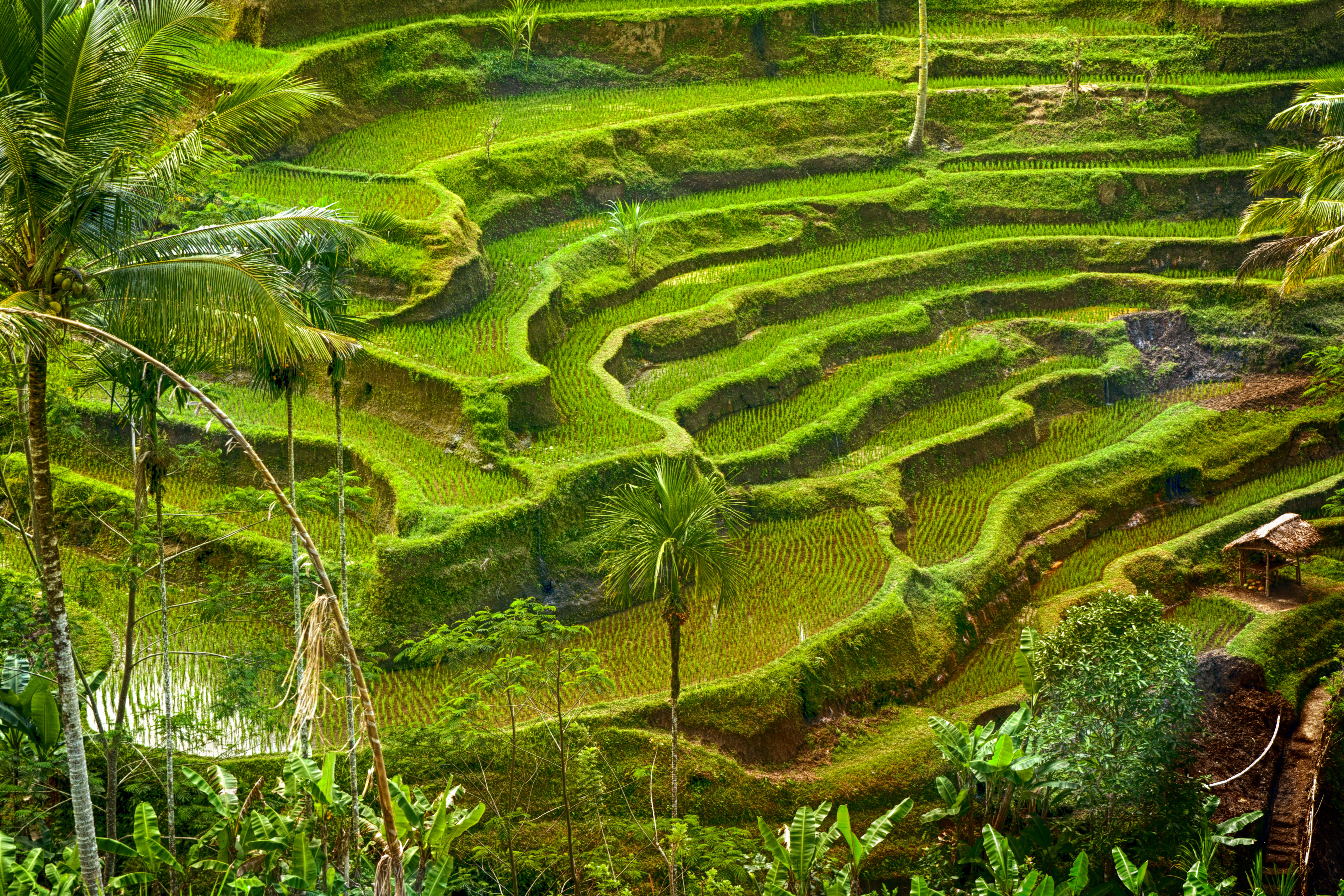 Cagbas Rice Field Alpen Home Rice Terraces by MarcoMarchi - Wrapped Canvas Art Prints ...