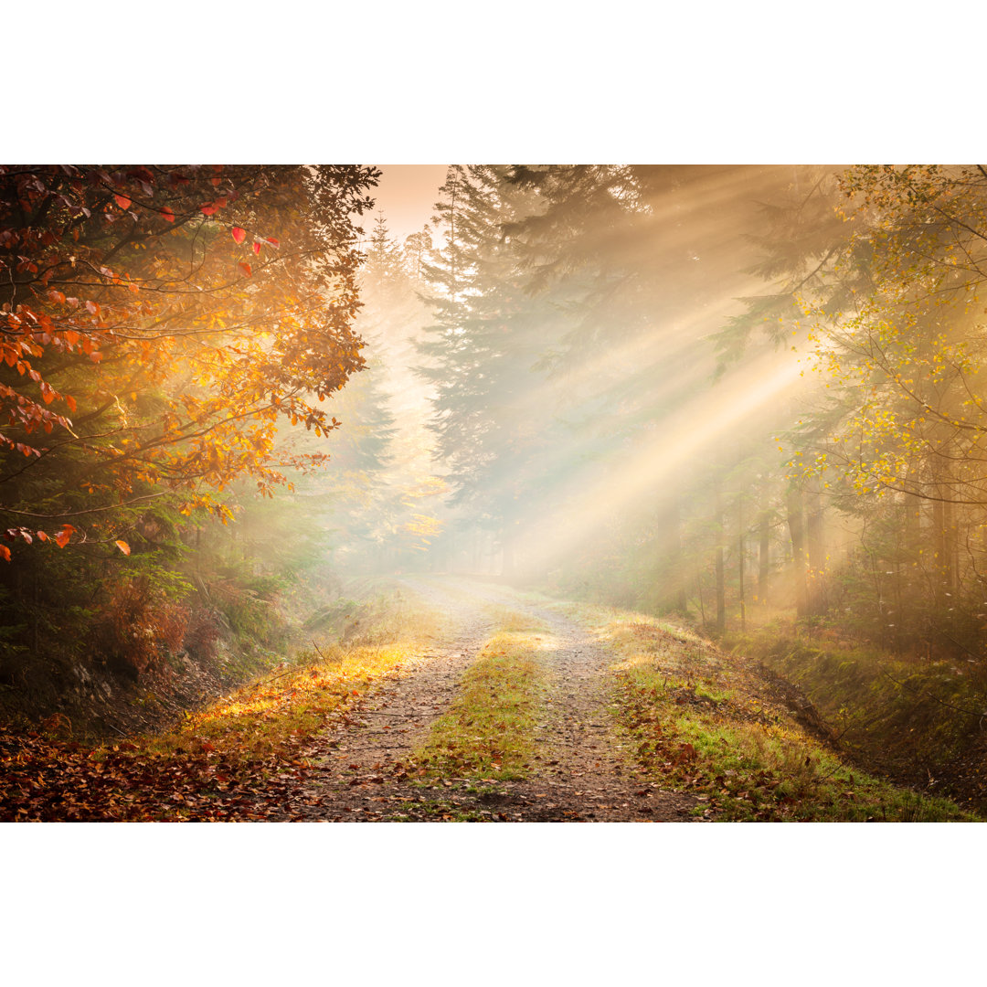 Herbstnebel durch den Wald