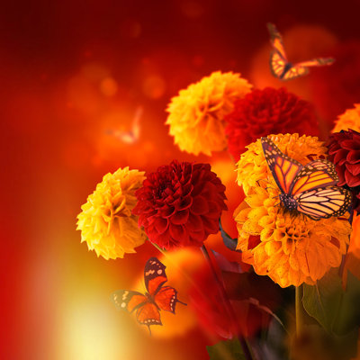 " Colorful Autumn Chrysanthemums " by Seqoya