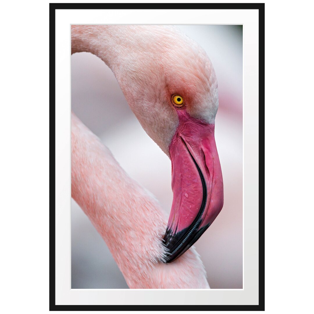 Gerahmtes Poster Prächtiger Flamingo