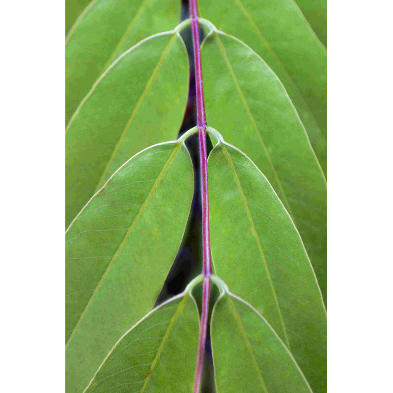 Leaf Design II, H 18 po x l 12 po