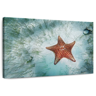 Étoile de mer peu profonde