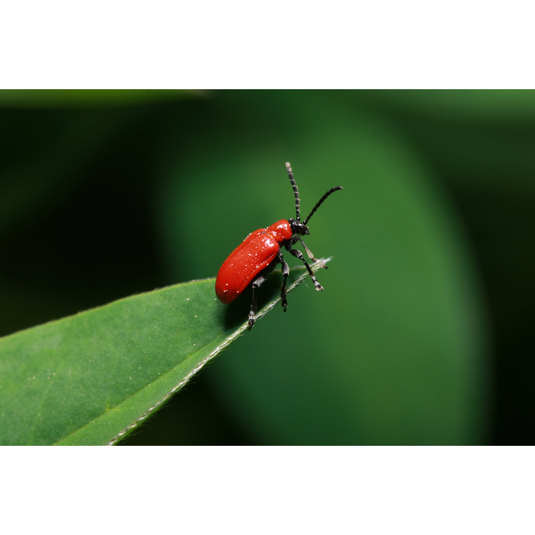 Scarlet Lily Beetle von Obessions - Leinwandbild