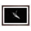 Sea Lion - Picture Frame Painting Print-55613968-55613973