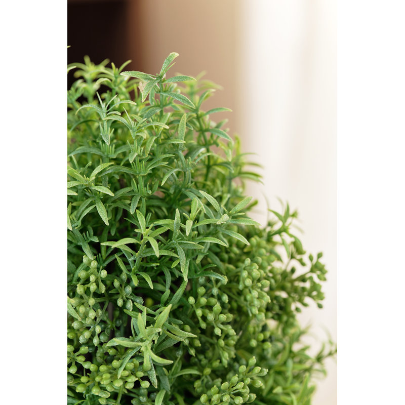 Rosemary Topiary In Pot