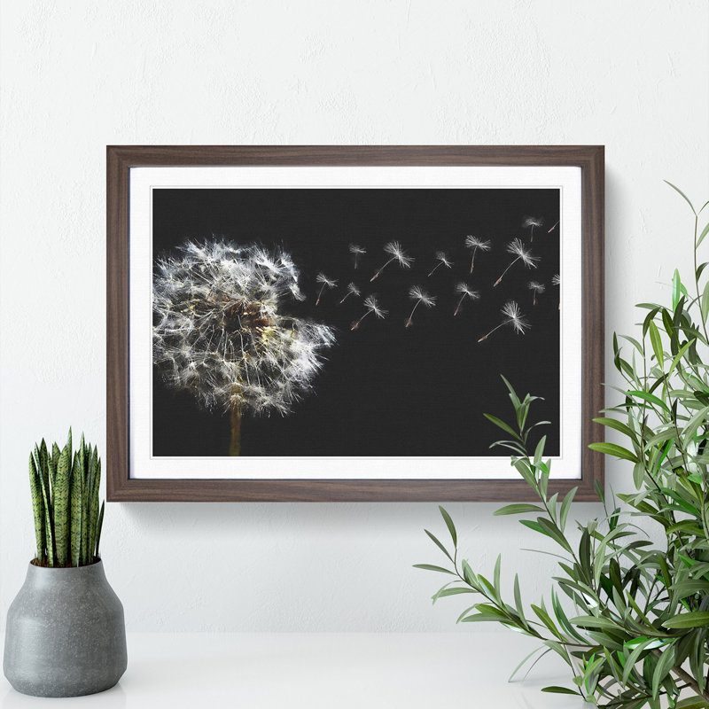 Dandelion Seeds Vol.10 - Picture Frame Graphic Art, 27cm H x 36cm W x 2cm D, Walnut Framed