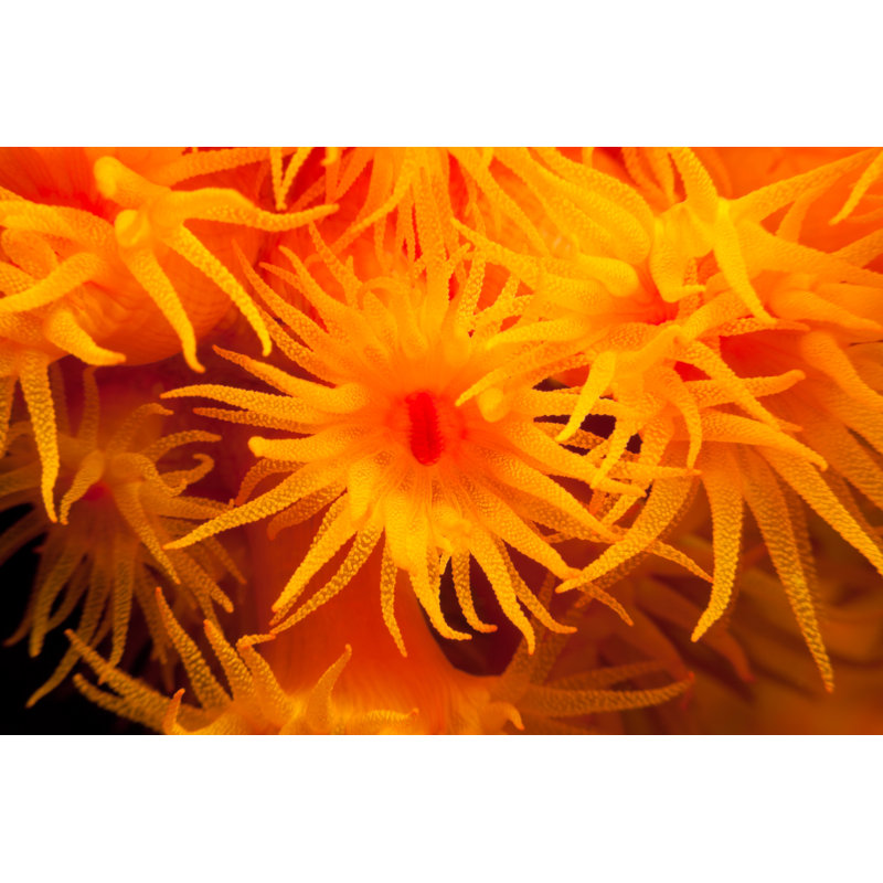 Sun Corals by Ifish - Wrapped Canvas Print, 30cm H x 46cm W