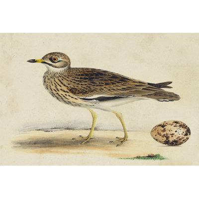 Meyer Shorebirds IV - Wrapped Canvas Print