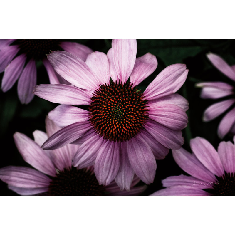 Onecimo " Echinacea ", 8" H x 12" W, No, Wrapped Canvas