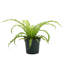 Live Victoria Bird's Nest Fern Plant