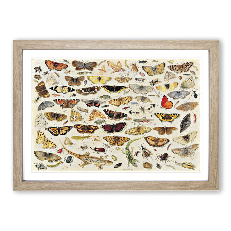 Butterflies and Insects Vol.1 by Jan Van Kessel - Picture Frame Painting, 36cm H x 48cm W x 2cm D, Oak Framed