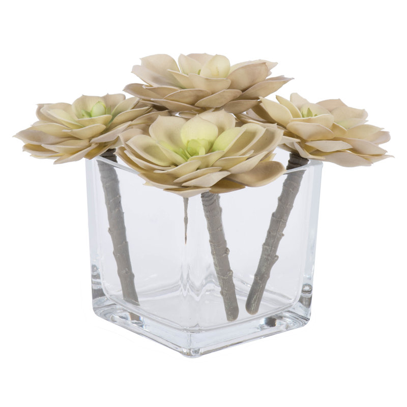 Succulent Arrangement