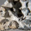 Véritable grappe d'ammonite fossilisée naturelle (2 lb)