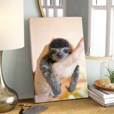 " Brown-Throated Three-Toed Sloth Baby "
