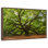 Oak