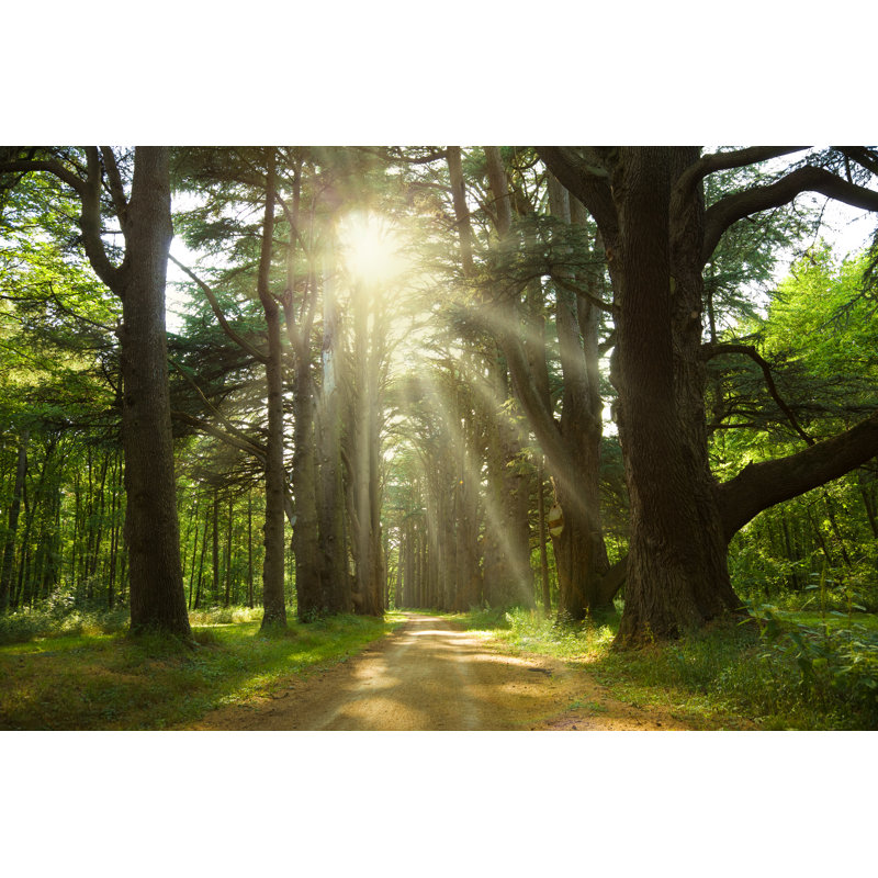 Cedar Trees - Wrapped Canvas Print, 30cm H x 46cm W x 3.8cm D